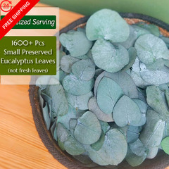 Preserved Eucalyptus Leaves, 1600 Pcs, Natural Small Green Small,