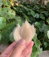 200 Pcs Small 2-3.5 Inches Natural Skeleton Leaves Rubber Tree Scrapbooking,