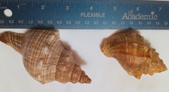 Lot of 2- Striped Fox Seashells Horse Conch Sea Snail Sizes 3″ & 4″ inch