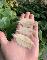 200 Pcs Small 2-3.5 Inches Natural Skeleton Leaves Rubber Tree Scrapbooking,