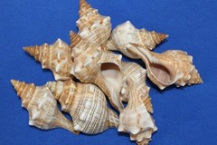 1st Quality Fox Sea Shells 3 inch to 4 inch Size Ranges Quantity Discount SS-164