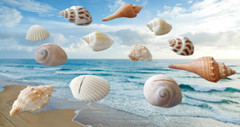 Kate Aspen Genuine Sea Shell Place Card Holders – Set of 12!