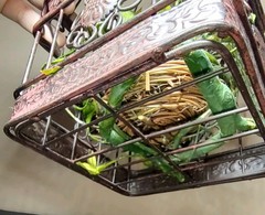 Vintage Decorative Metal Bird Cage French Country Cottage Decor w/Nest and Chick