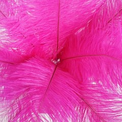 12 pcs 13-15″ long Fuchsia Genuine Ostrich FEATHERS Wedding Party Centerpieces