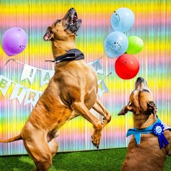 Pastel Rainbow Foil Fringe Curtain Streamers Party Backdrop Foil Fringe Backd…