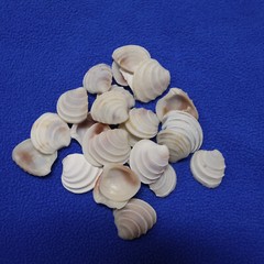WEDDING CAKE SEASHELLS, Craft Supply, Beach Decor, Beach Weddings,flowers SS-475