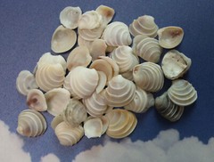 WEDDING CAKE SEASHELLS, Craft Supply, Beach Decor, Beach Weddings,flowers SS-475