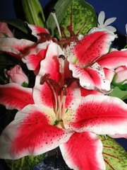New Stunning & Elegant Pink and White Lily Flowers Wedding Cake Top, #213