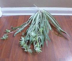 2 Bunches Chlorophytum Grass Vine Artificial Plants Spider Hang (50 leaves each)