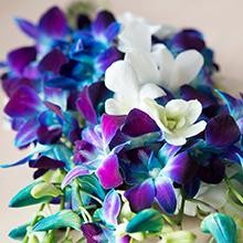 – Blue Sapphire Orchid Bouquet of 10 Fresh Blue Orchid with Vase –