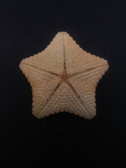 Culcita pillow star fish. 60mm starfish sea shell #15991