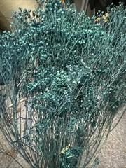 Dried Babys Breath (Dried Gypsophila) Dyed Bluish Color