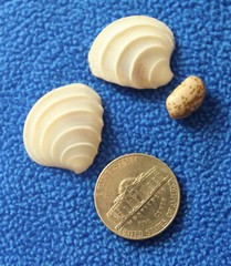 WEDDING CAKE SEASHELLS, Craft Supply, Beach Decor, Beach Weddings,flowers SS-475