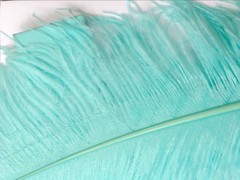 Aqua Blue color Ostrich Feathers 14-16 inches 12 Pieces 1 Dozen (USA Seller)