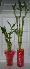 Water Beads – Vase Filler / reduce watering Lucky Bamboo, Flowers, Plants