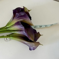 EUC REAL TOUCH PURPLE/GOLD CALLA LILY FLOWER – 8 STEMS 20” Tall
