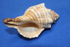 1st Quality Fox Sea Shells 3 inch to 4 inch Size Ranges Quantity Discount SS-164