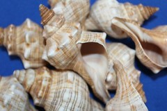 1st Quality Fox Sea Shells 3 inch to 4 inch Size Ranges Quantity Discount SS-164