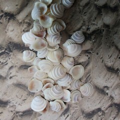 WEDDING CAKE SEASHELLS, Craft Supply, Beach Decor, Beach Weddings,flowers SS-475