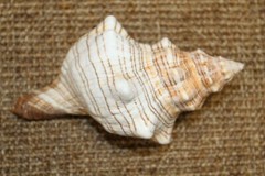 Large Fox Sea Shells 5 inch to 6 inch Sizes, Quantity Priced, SS-163