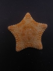 Culcita pillow star fish. 60mm starfish sea shell #15991