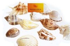 Set of 6 Genuine Seashell Card Holders – Beach Wedding / Event – Real Shells