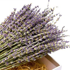 TooGet Natural Lavender Bundles, Freshly Harvested 200+ Stems Dried Lavender …