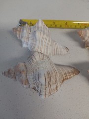 Fox Sea Shells Or Horse Conch 4 Shells Approx 4″ To 4 5/8″