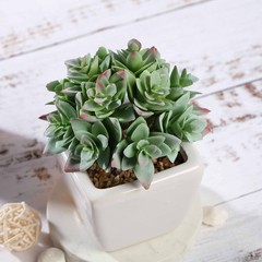 Set of 3 4″ tall Green Faux Crassula Succulent Plants with Off White Pots Sale