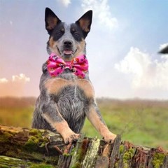 4PCS Big Dog Bow Ties 7x5Inch Black Red Blue Pink Adjustable Collar Paw Bone