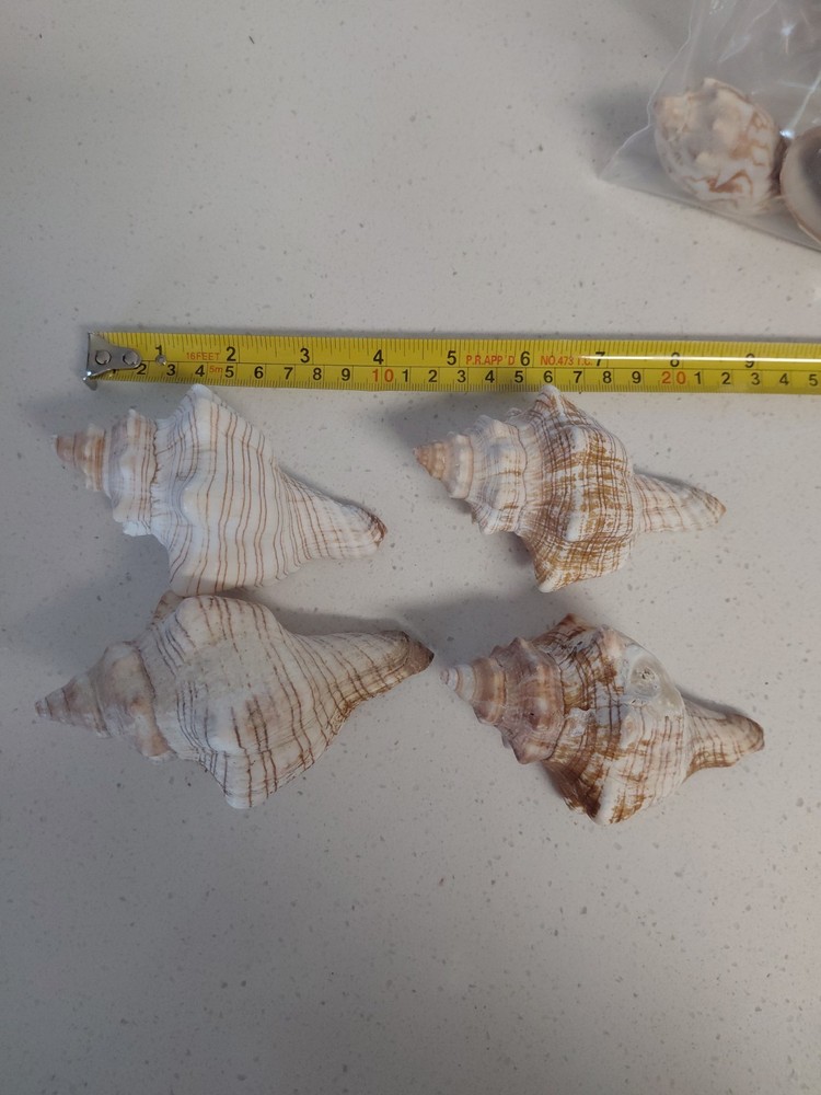 Fox Sea Shells Or Horse Conch 4 Shells Approx 4″ To 4 5/8″
