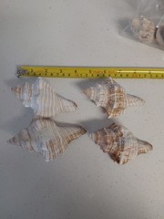 Fox Sea Shells Or Horse Conch 4 Shells Approx 4″ To 4 5/8″