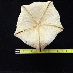 5 1/2” Culcita novaeguineae pillow star fish. starfish sea shell