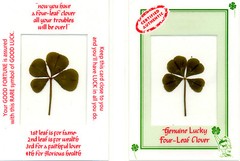 GENUINE ORIGINAL LUCKY 4 LEAF CLOVER LAMINATED CREDIT CARD SIZE over 30 years ol