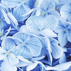 3pcs Hydrangea，Artificial Hydrangea Flowers，Latex Real Touch Hydra