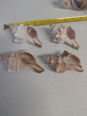 Fox Sea Shells Or Horse Conch 4 Shells Approx 4″ To 4 5/8″