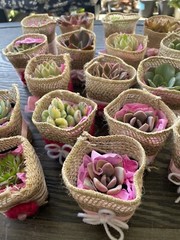20 Succulent In Decorative Wrap For Wedding Favor, Party Favor