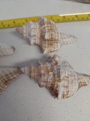 Fox Sea Shells Or Horse Conch 4 Shells Approx 4″ To 4 5/8″