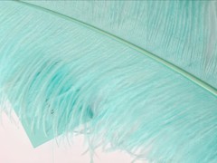 Aqua Blue color Ostrich Feathers 12-14 inches 12 Pieces 1 Dozen (USA Seller)