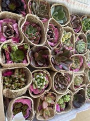 20 Succulent In Decorative Wrap For Wedding Favor, Party Favor