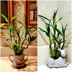 LUCKY BAMBOO 100 Plants 6 inches each Free Gold Wire, Free Shipping, GIFT