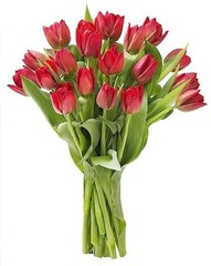 20 Red Tulip Bouquet – Fresh Flowers for Valentine’s Day, Mother’s Day Gift