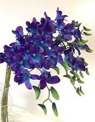 3 x LATEX TOUCH SINGAPORE BLUE PURPLE ORCHID DENDROBIUM ORCHIDS FLOWER FLOWERS