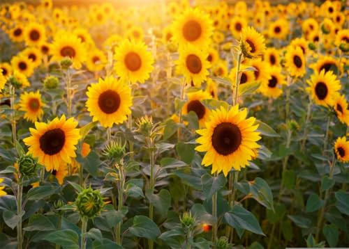 Sunflower Backdrop 5x3ft Field Nature Scenery Yellow Flower Photography
