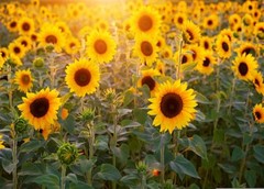Sunflower Backdrop 5x3ft Field Nature Scenery Yellow Flower Photography