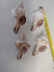Fox Sea Shells Or Horse Conch 4 Shells Approx 4″ To 4 5/8″