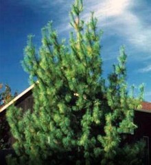 Wedding Favors (45) Evergreen Pine Starter Seedlings Bundle DIY Free Shipping