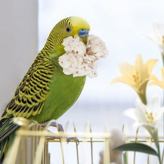 andwe Sola Bird Toy Balls – Natural Soft Chew & Shredding Foraging for Cockatiel