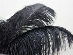 12 pcs 24-26″ long Black Genuine Ostrich FEATHERS Wedding Party Centerpieces