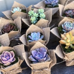 20 Succulent In Decorative Wrap For Wedding Favor, Party Favor